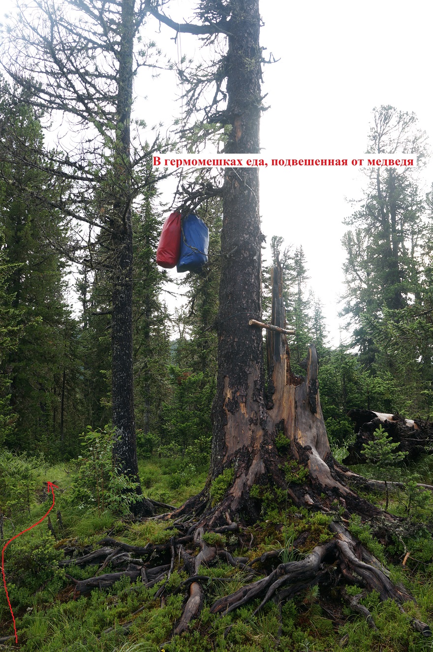 Рисунок 3 - Дерево